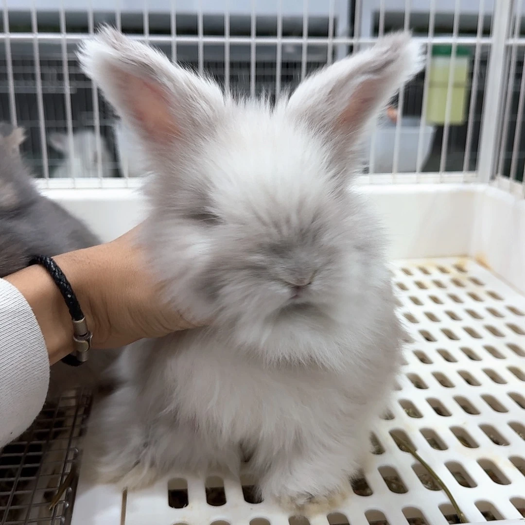 安哥拉免费妹妹 无售后