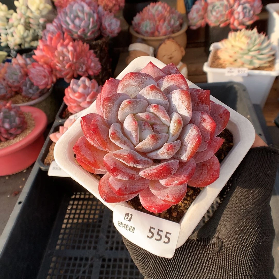 555紫皮梦露多肉植物6666