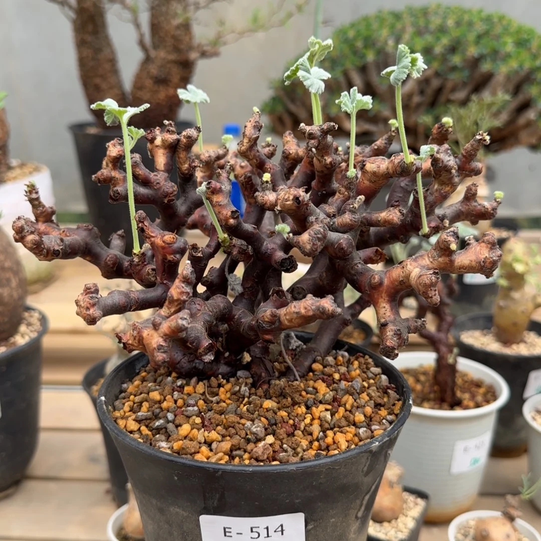 514枝干洋葵块根植物