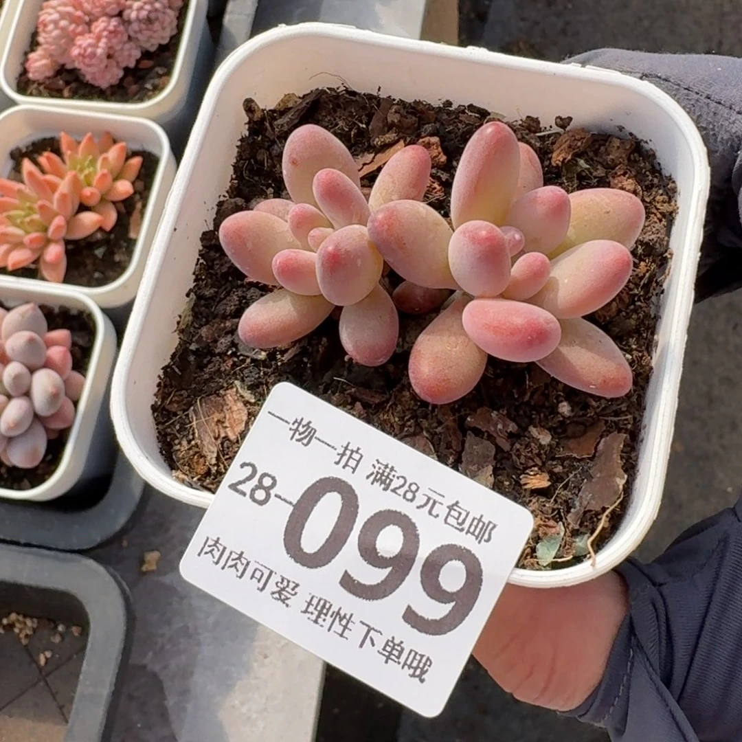 樱花奶无盆土发货无