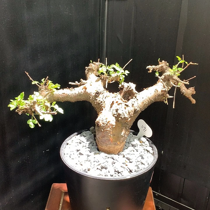 591勃然恩斯没药橄榄哈哈哈哈哈