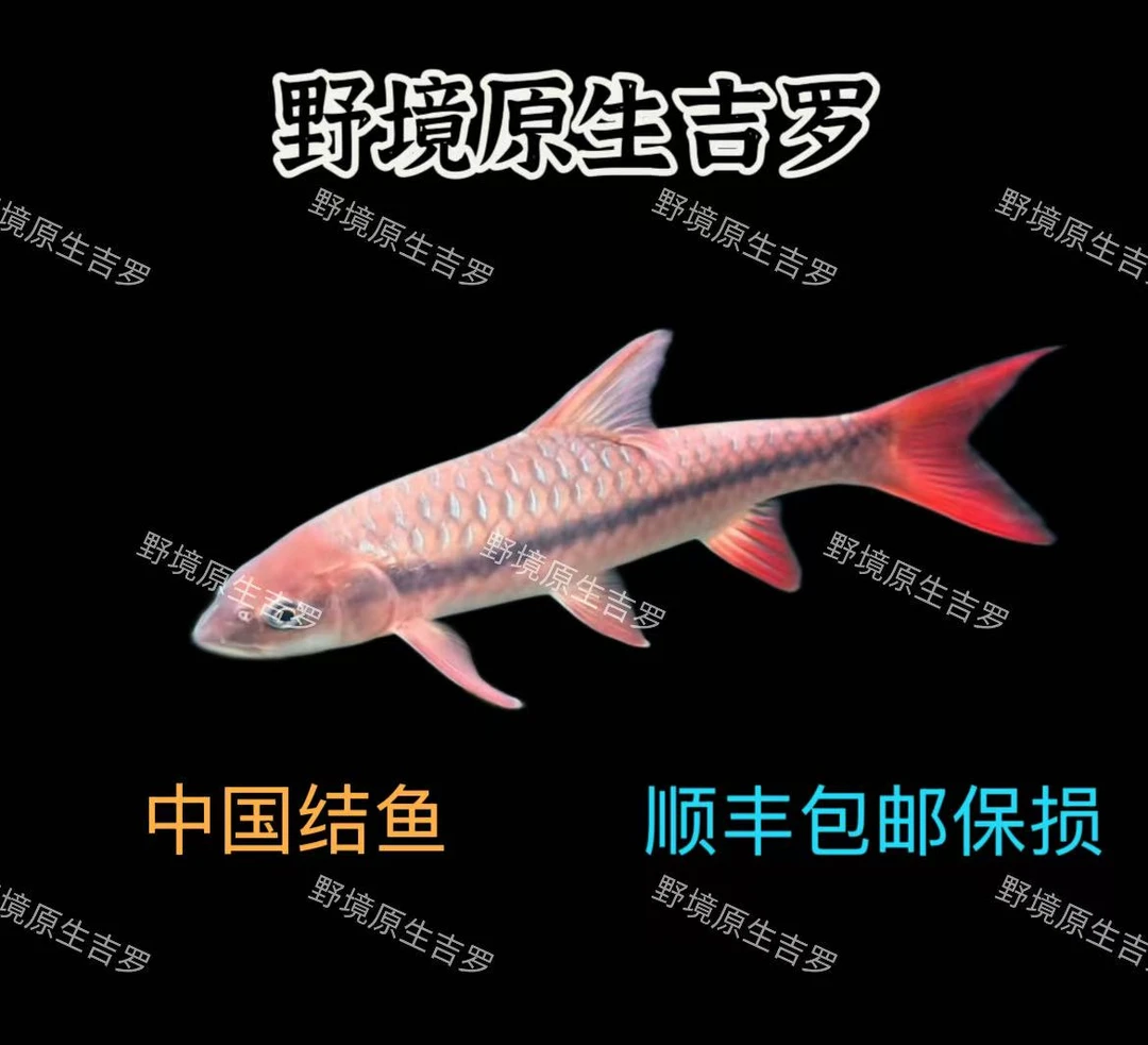 红吉罗 国结鱼观赏鱼活体包邮包损原生鱼淡水观赏鱼苗