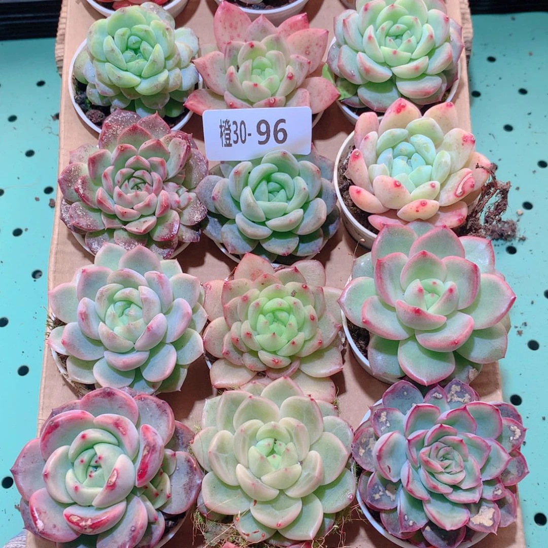 30-96一物一拍多肉带盆18颗