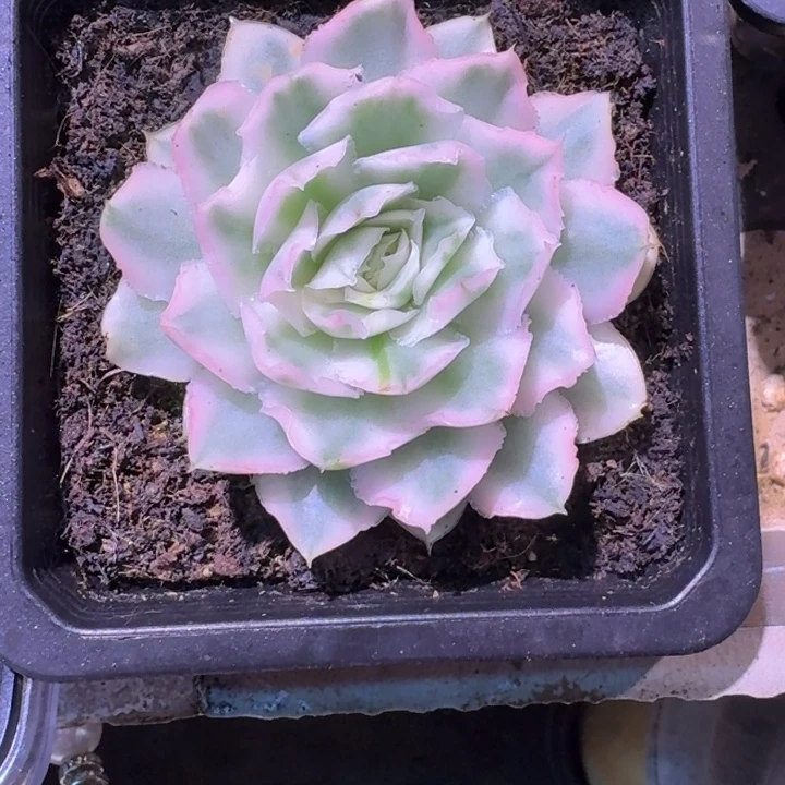 紫蝴蝶锦一物一拍