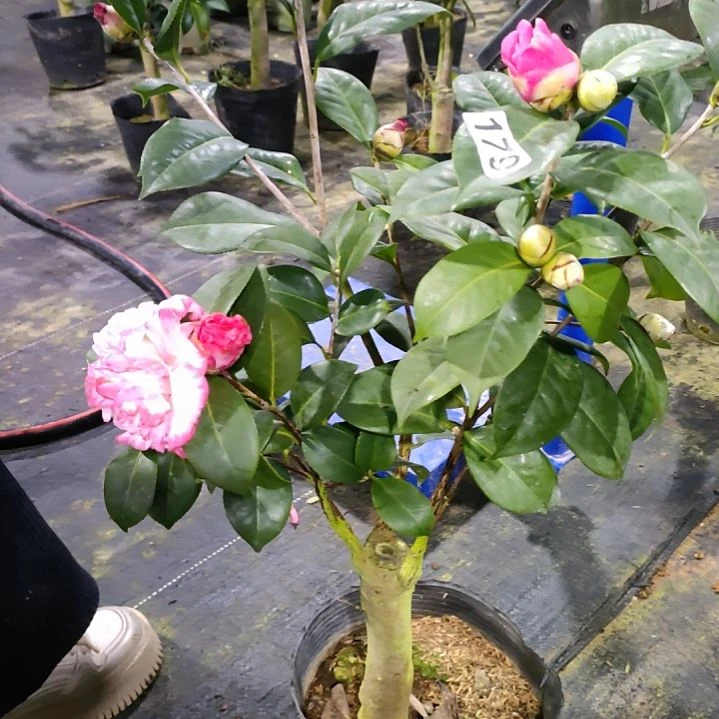 179情人节，宽彩带，原盆原土发货