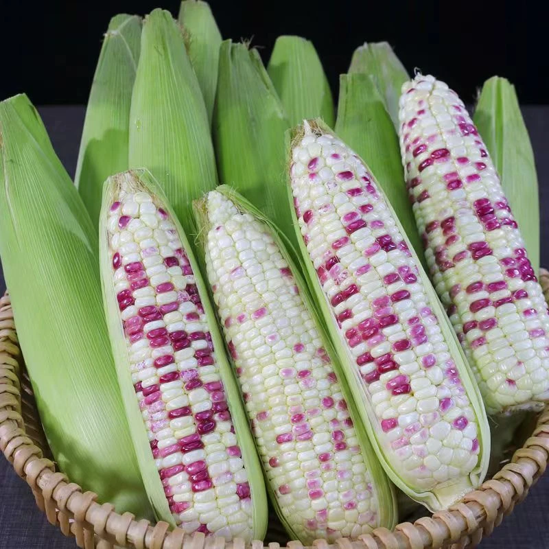 5斤装花糯玉米甜玉米新鲜现摘现发糯玉米代餐苞谷农家种植棒子