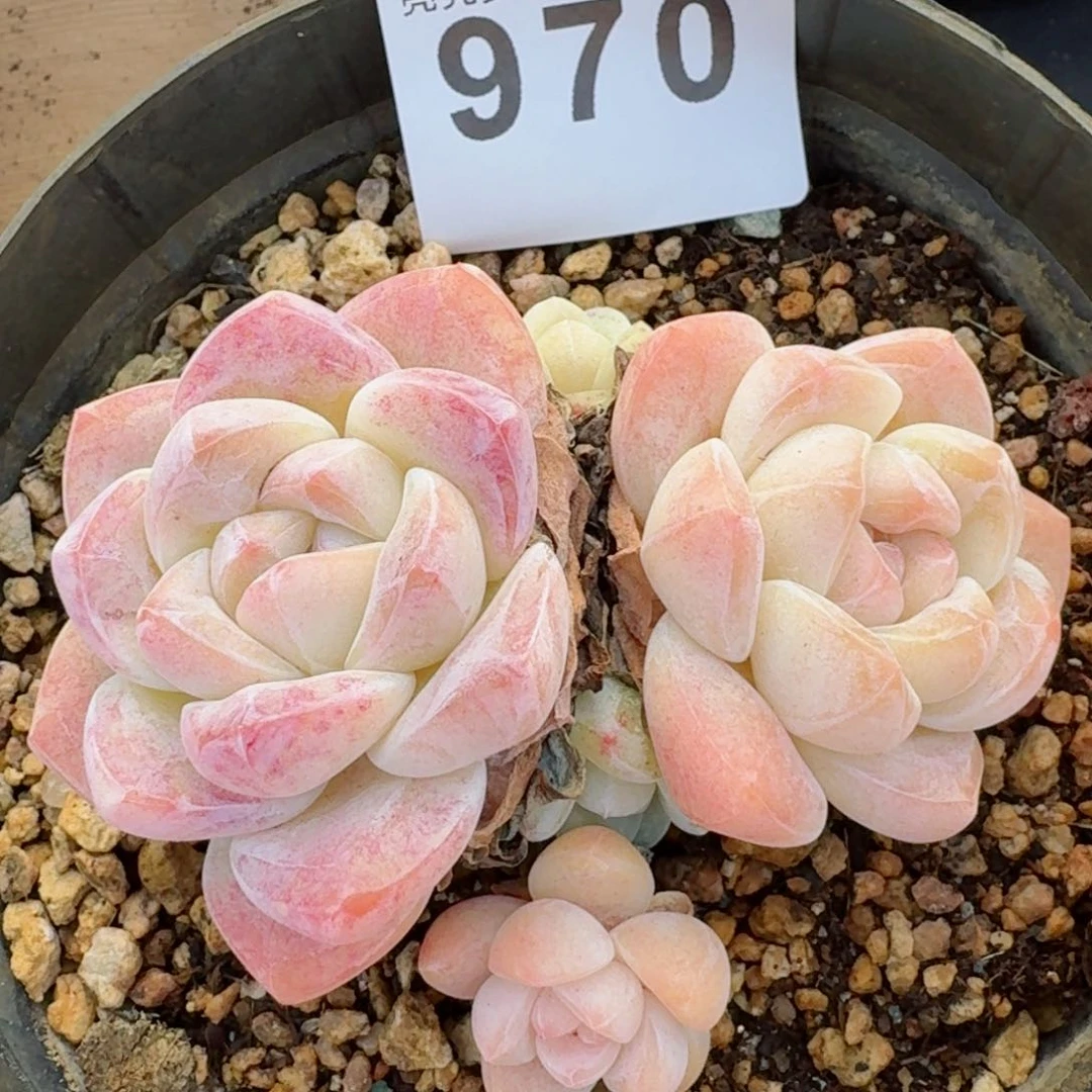 五头         精品多肉