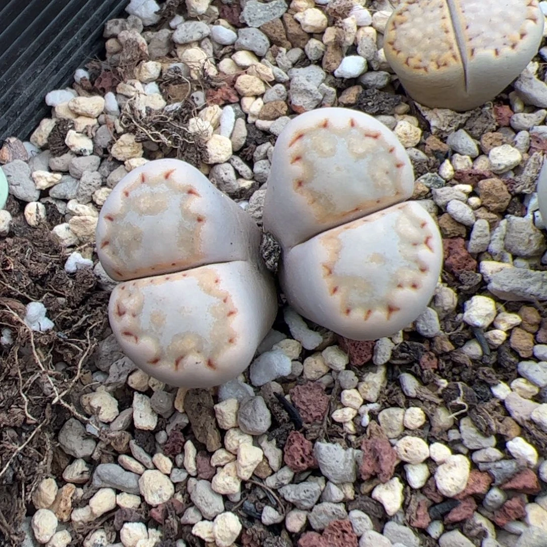 0443号饼干 多肉植物