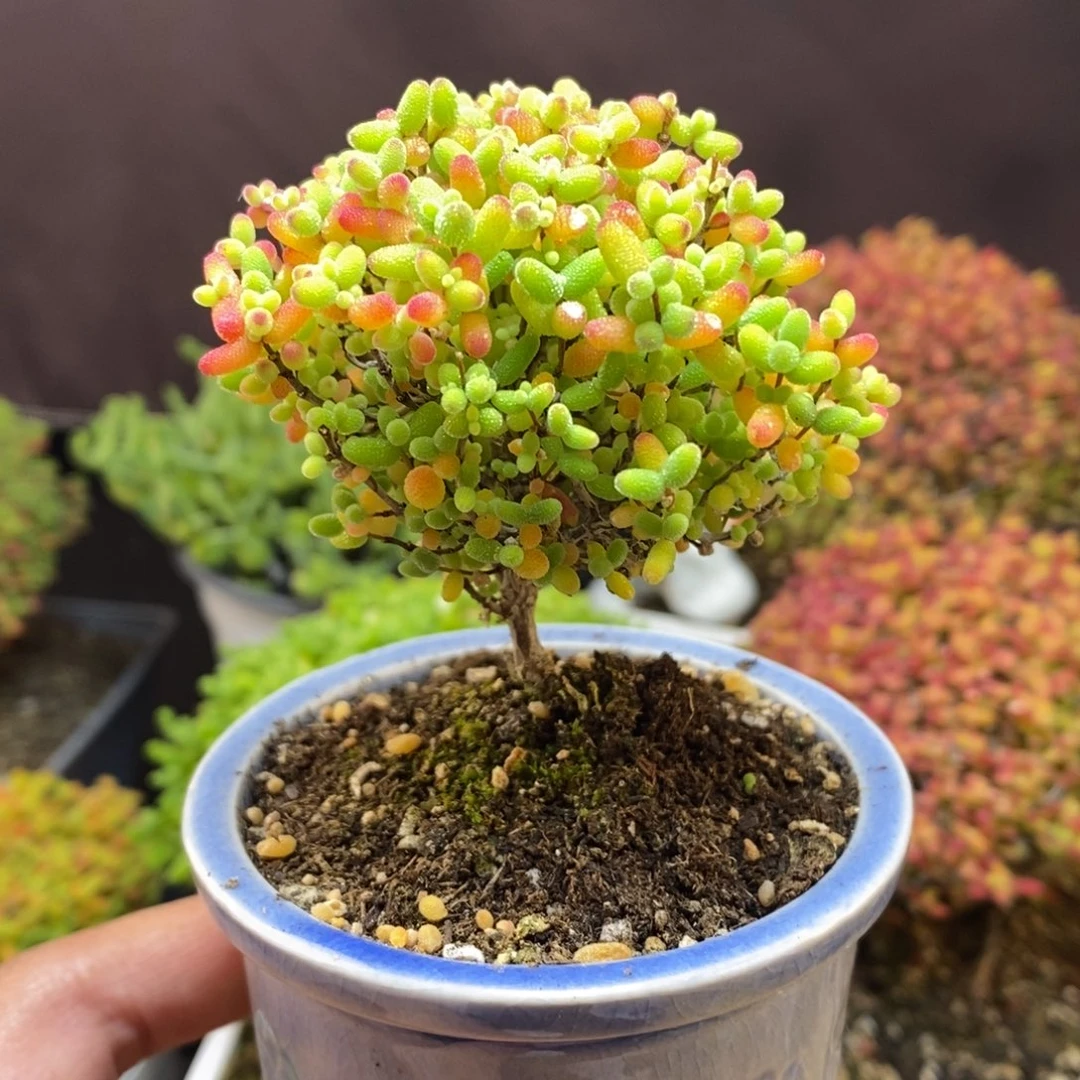 无花朵203号蜜橘糖球（带盆）