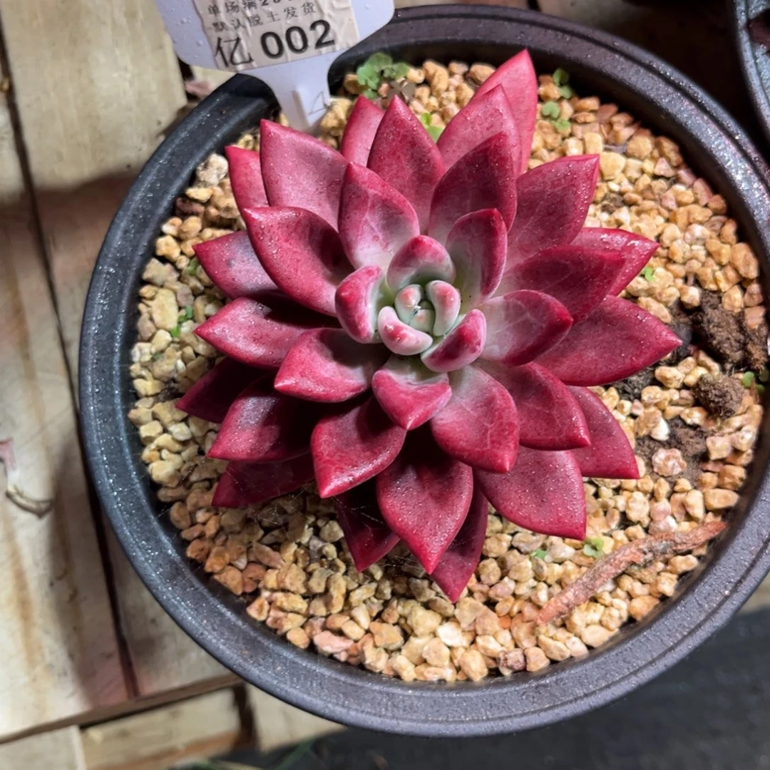 贺非鱼多肉植物rixinim