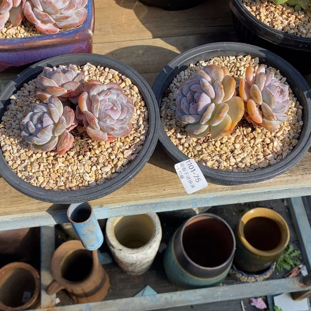 山***茶75号多肉两个组合