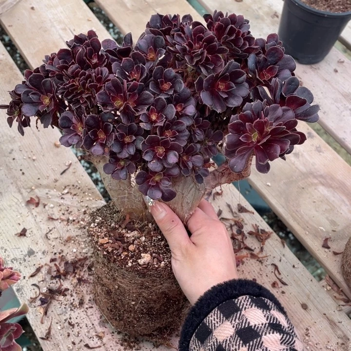 多肉葡萄等经济果品中具有