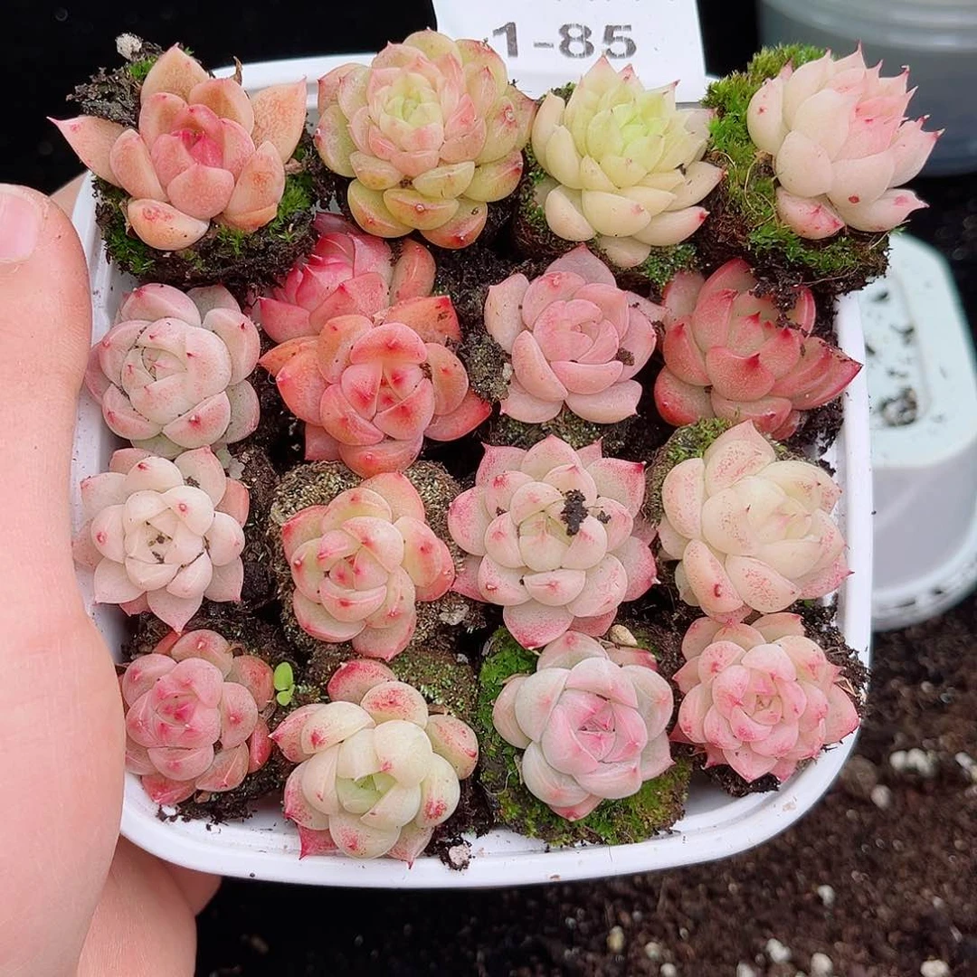 1-85 新疆西藏内蒙不发12.8包邮