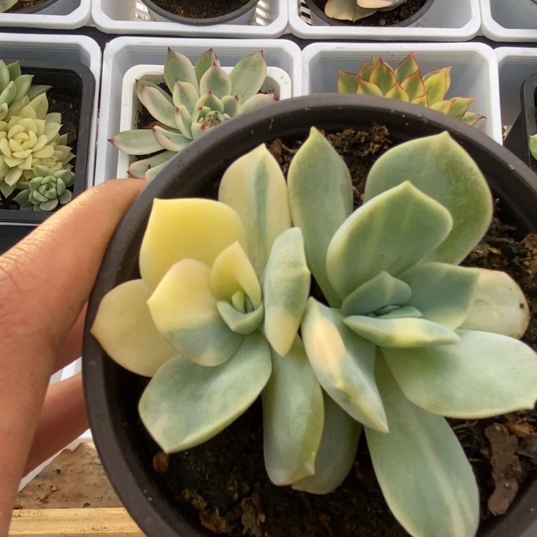 697可爱玫瑰锦锦锦锦锦
