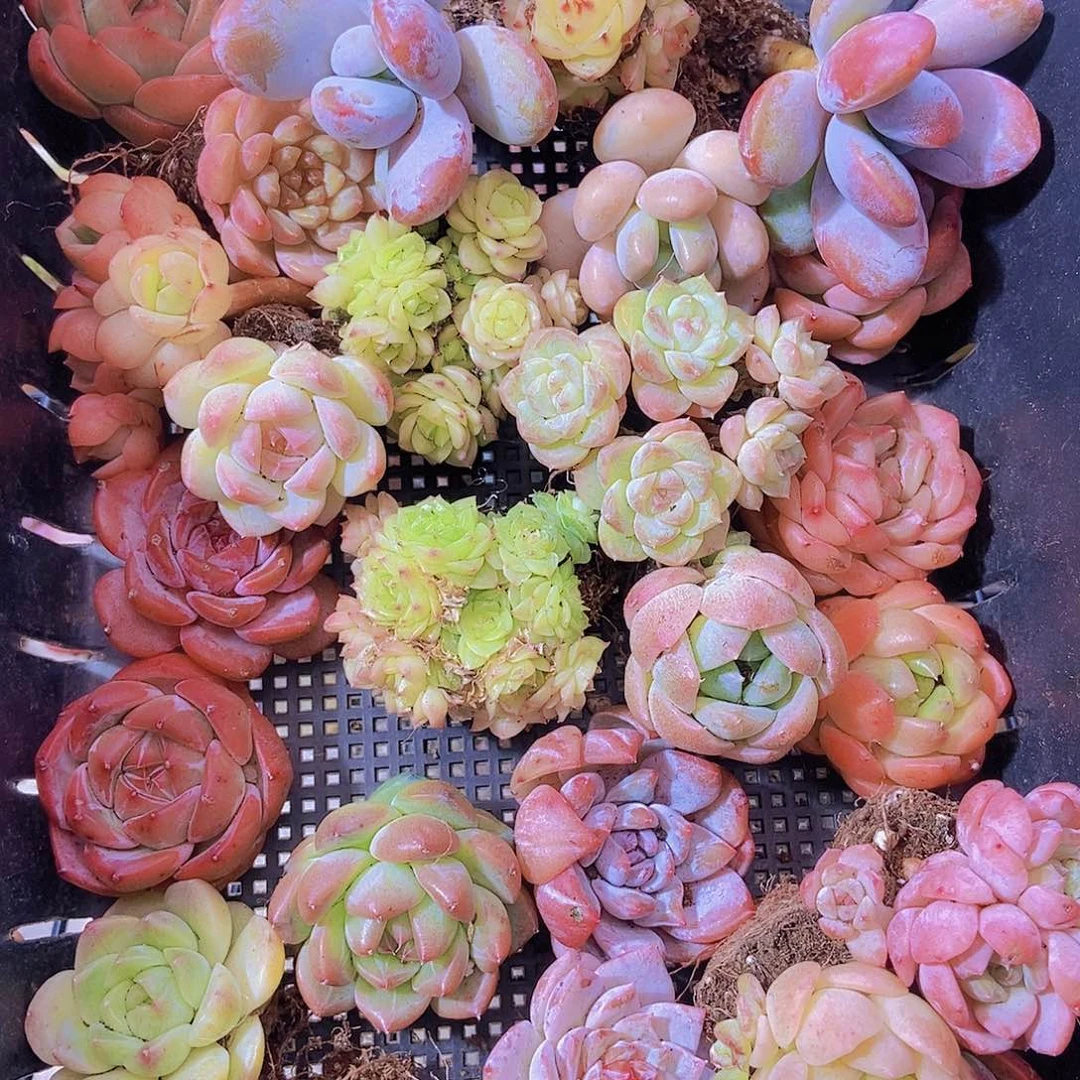 000001量拍保底20颗