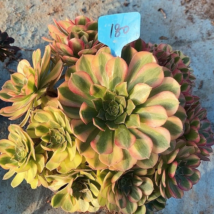 180 一颗雨何法师多肉