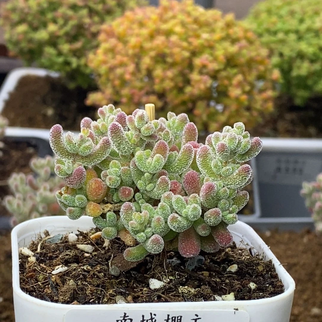 985优选冰晶枝干番杏