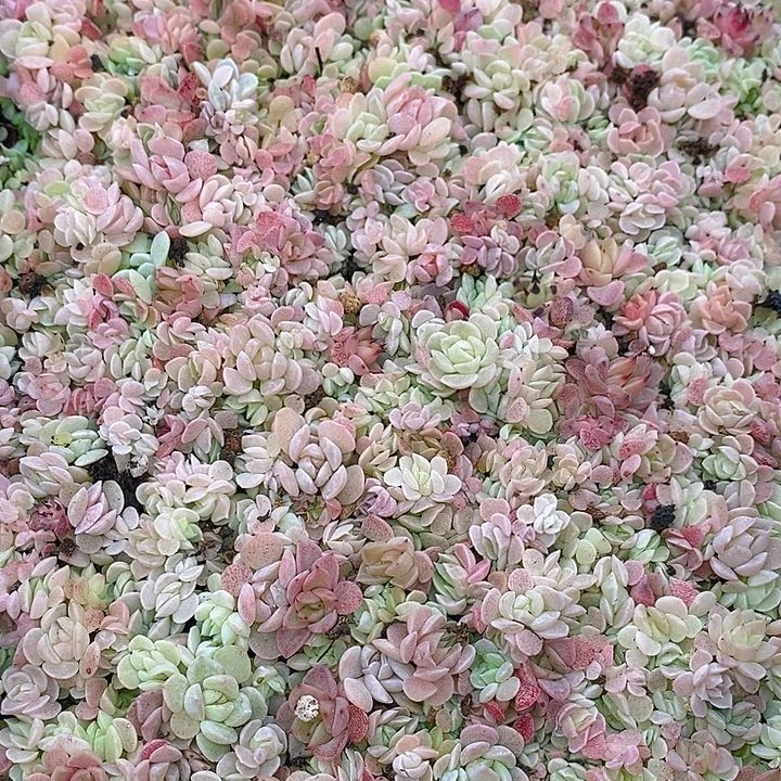 188 多肉植物盆栽花卉植物