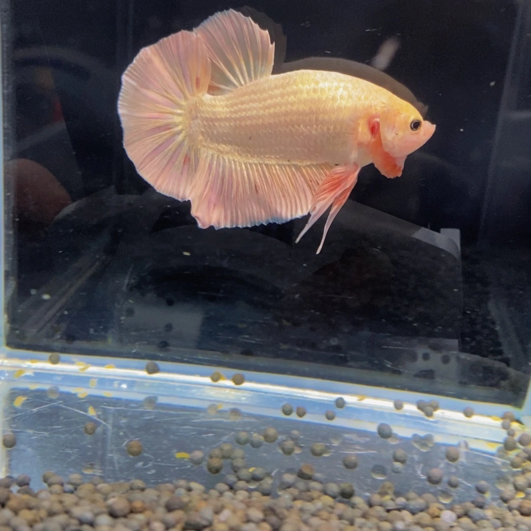 斗鱼274巨斗11111