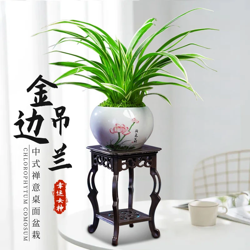 金边吊兰盆栽桌面办公室内花卉绿植好养净化空气垂吊植物吸除甲醛