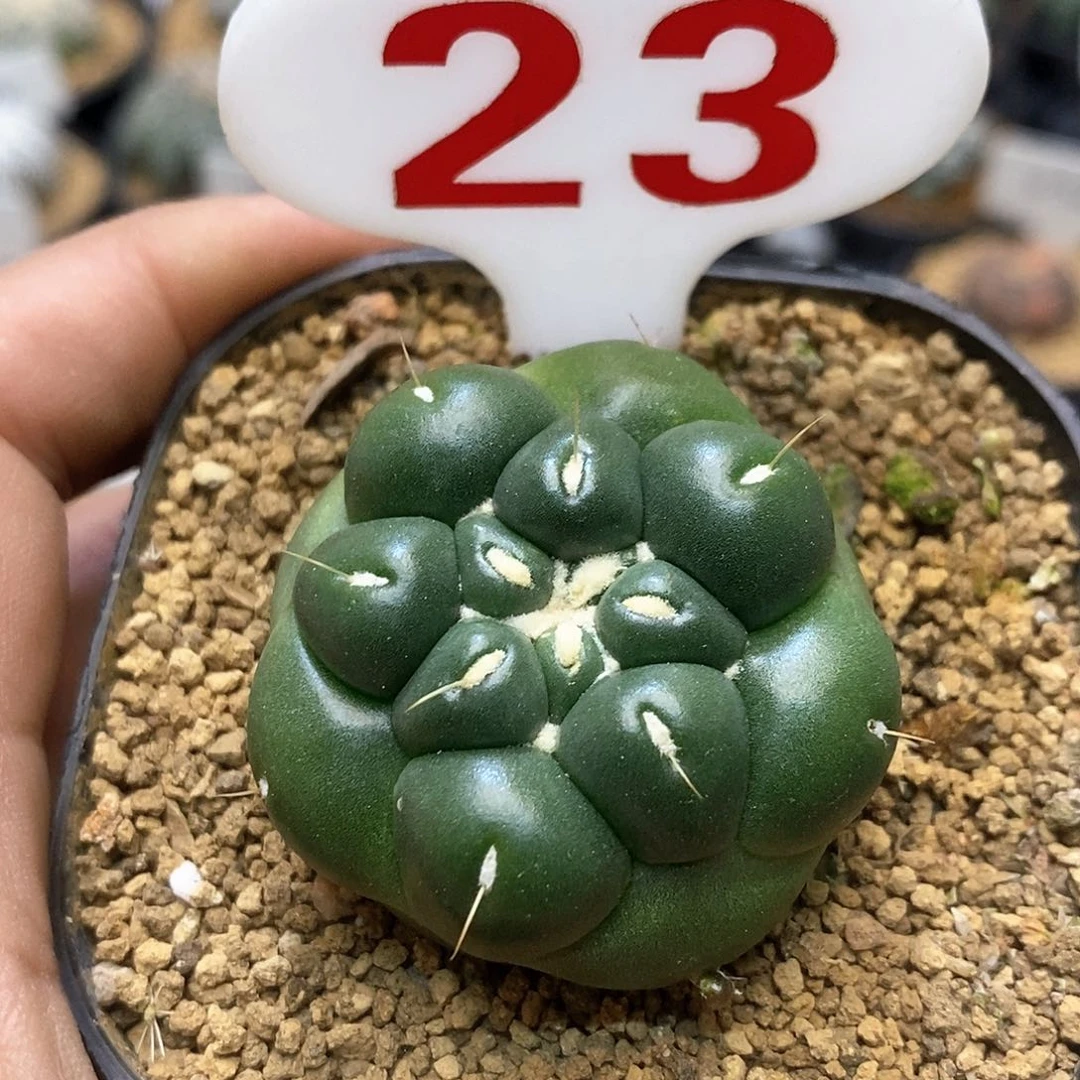 无刺象牙萝卜根福利了