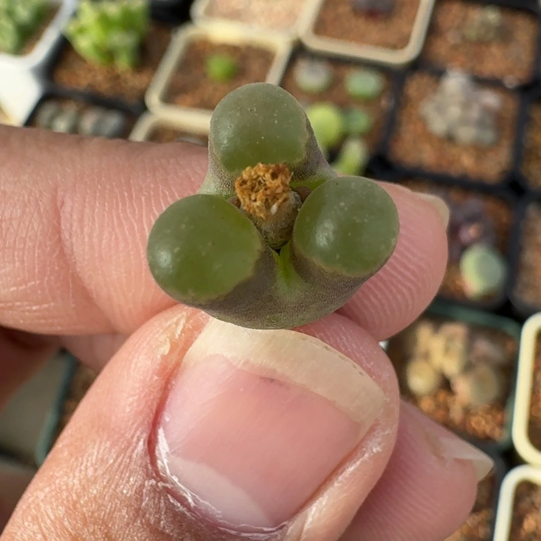 云缦精品番杏17.2 奔驰克里普兰