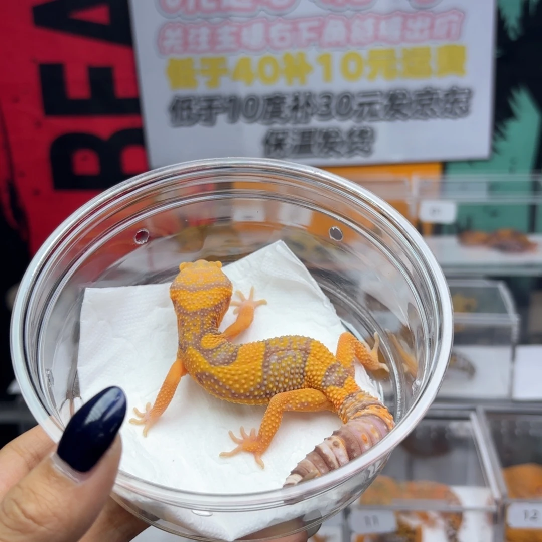 豹纹守宫烈酒妹妹P52