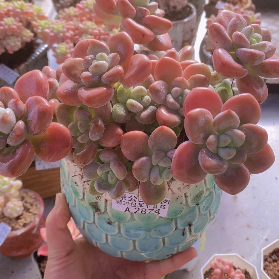 樱花洛神15cm2874多肉植物