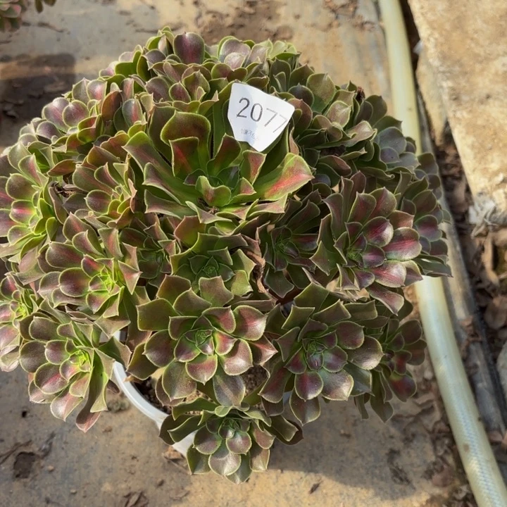 女巫中班多肉处理不包断头2077