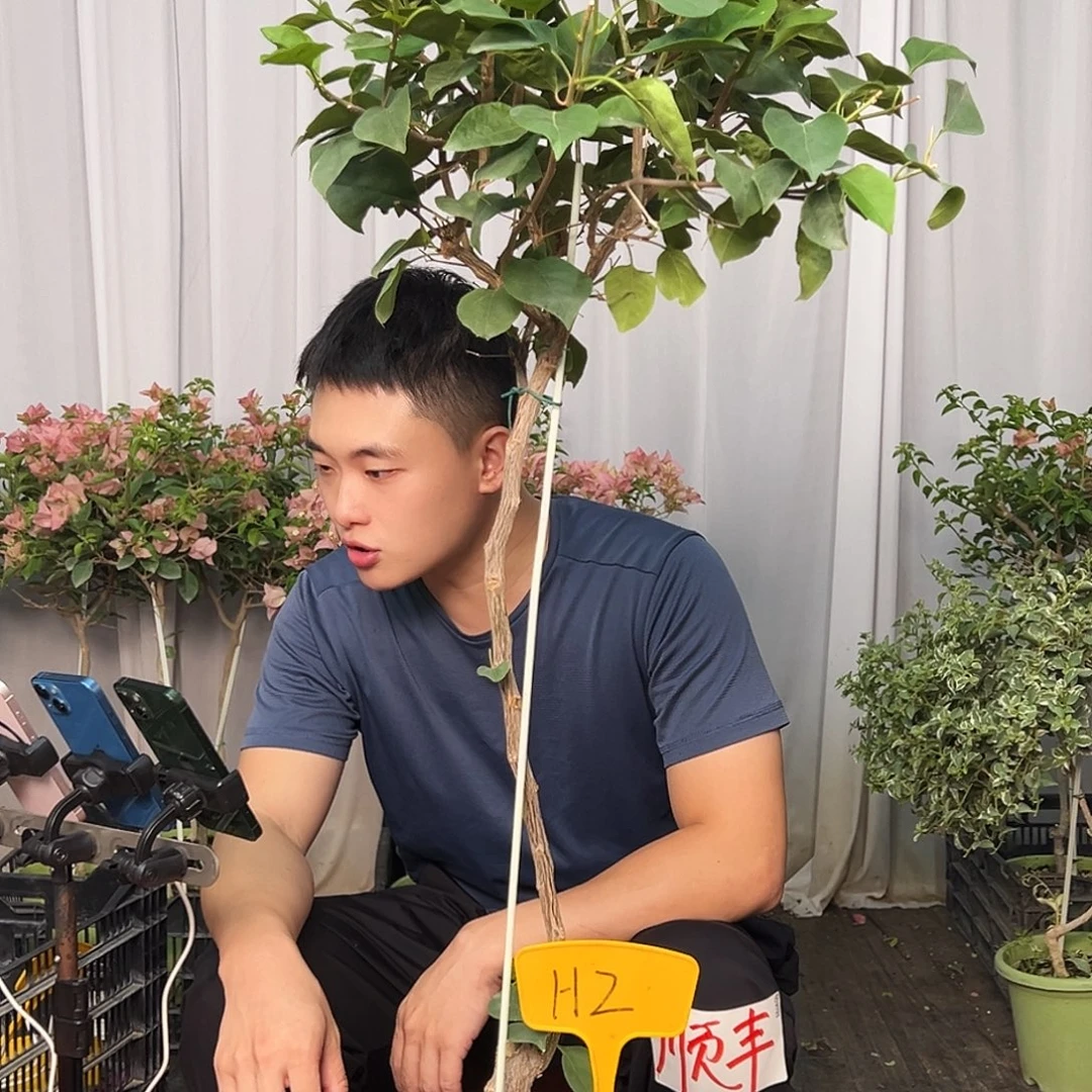 一***子当前无花栽培后可以开花H2不甜