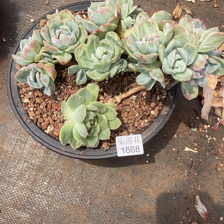 倾***8精品多肉植物1668
