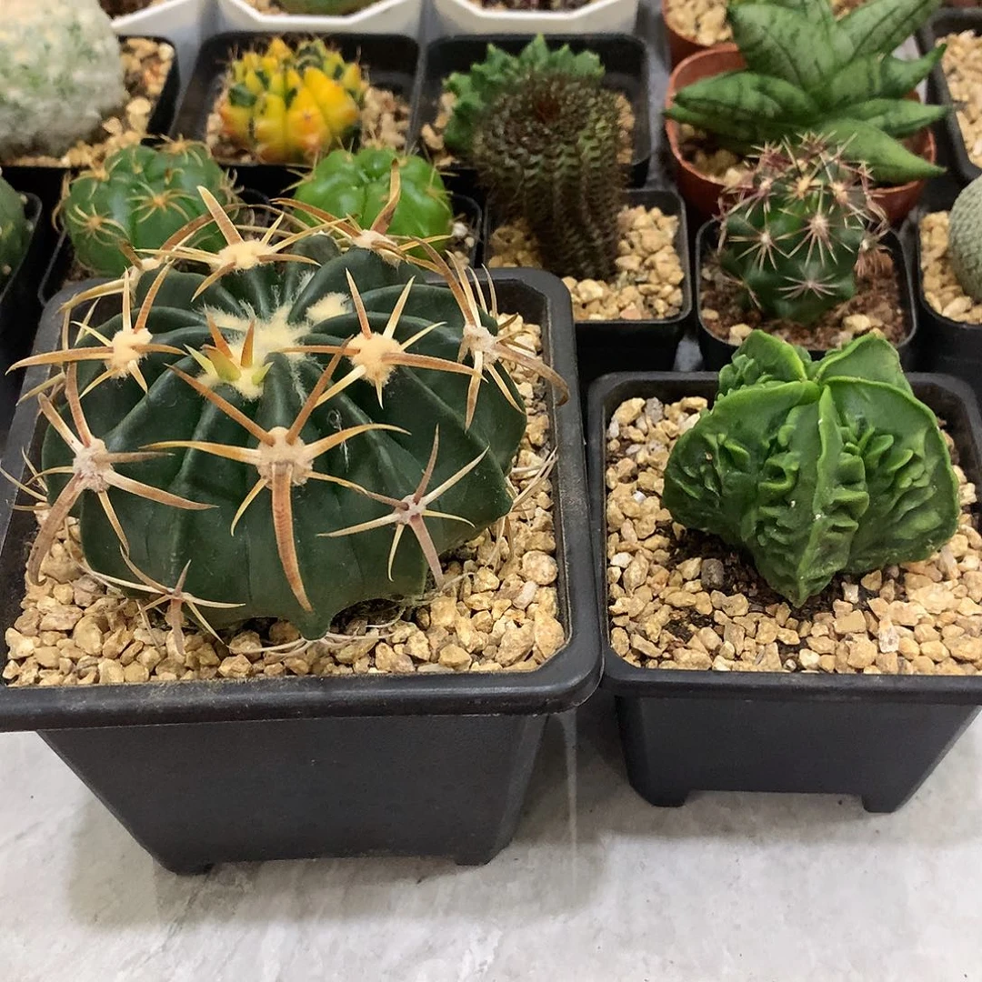 当前无花栽培后可以开花实生根凌波➕核桃