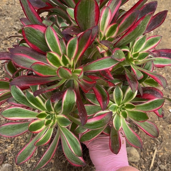 341丽娜量多肉法师不包断枝