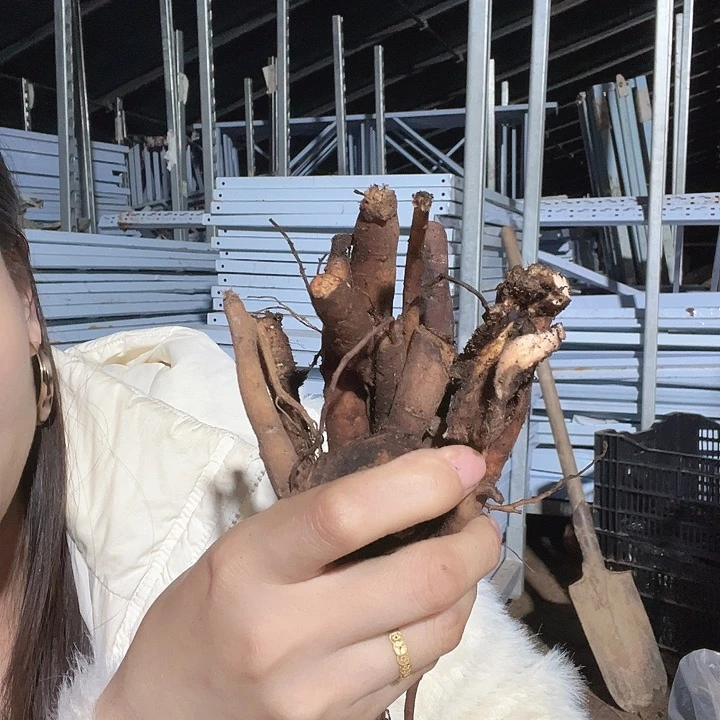 当前无花栽培后可以开花混根