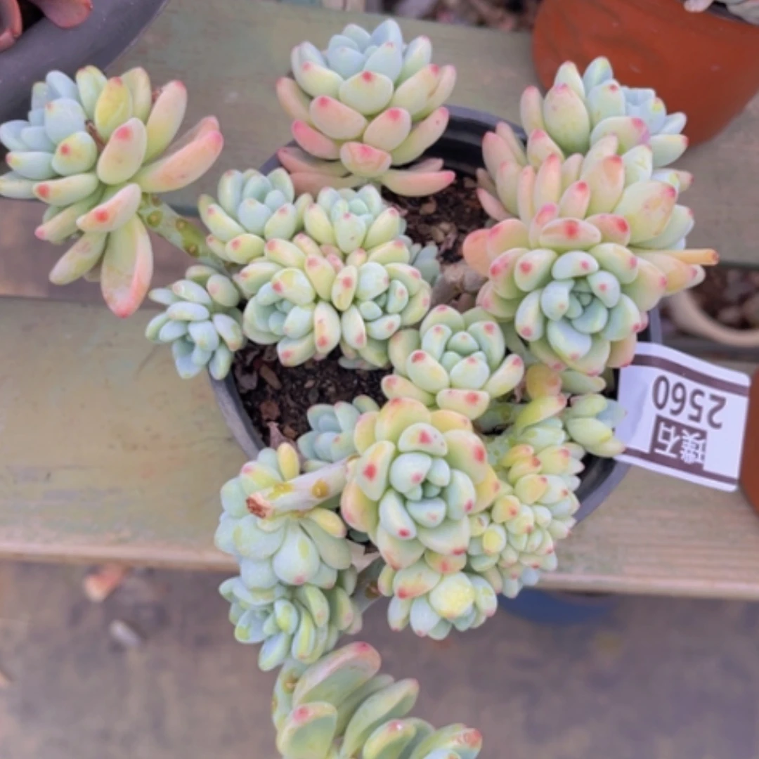 【闪购商品】劳尔缀2560