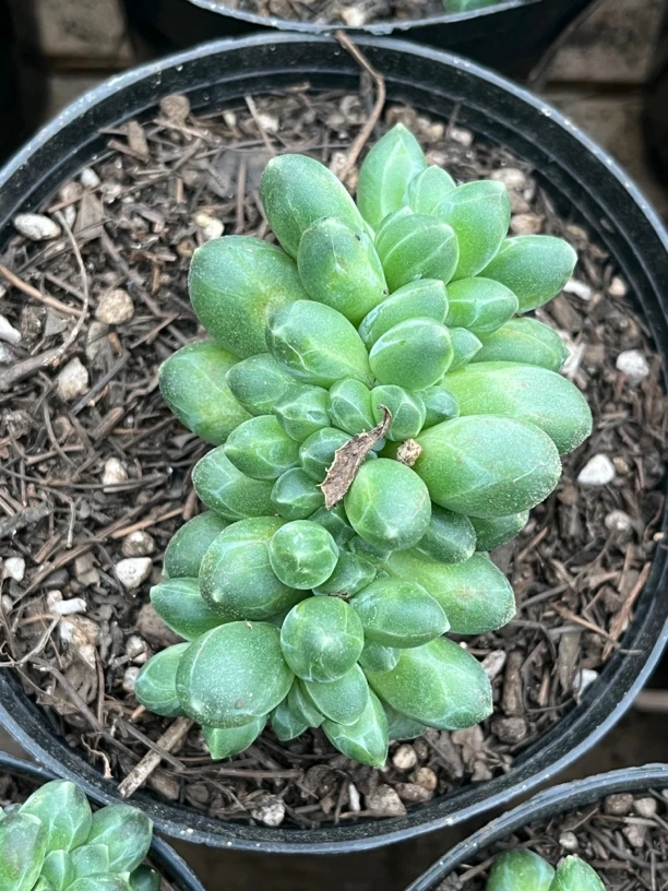 【任意两单包邮】千代田缀化8-9厘米多肉植物，脱土发货