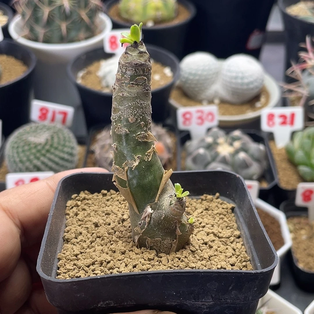 阿房宫 脱土包邮的
