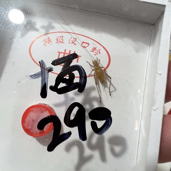 十***海精品一只合适漂亮合适