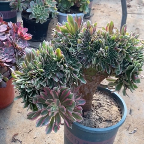 女神缀多肉植物028