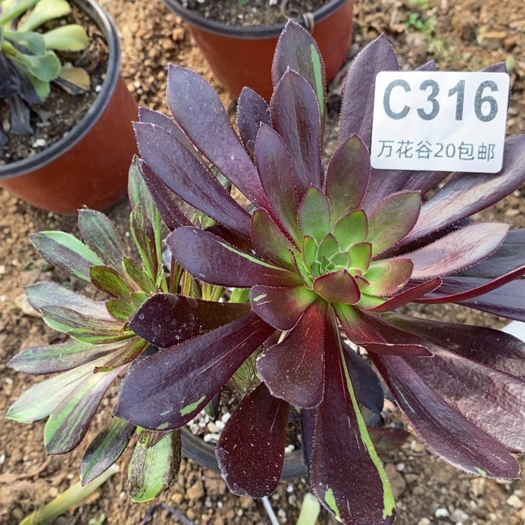 316水墨丹青阴阳多肉砍过