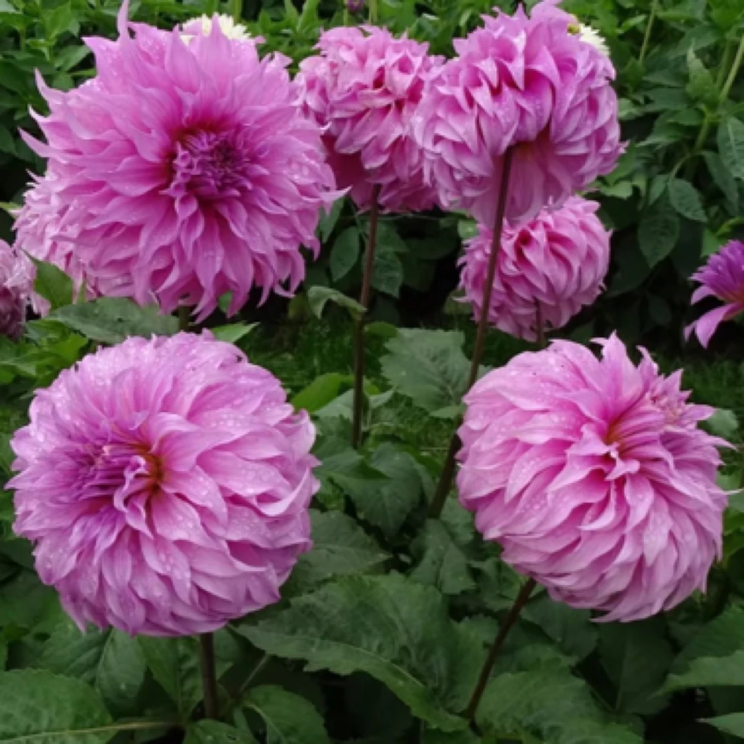 精品【梅戈斯】大丽花重瓣超大花型进口整坨