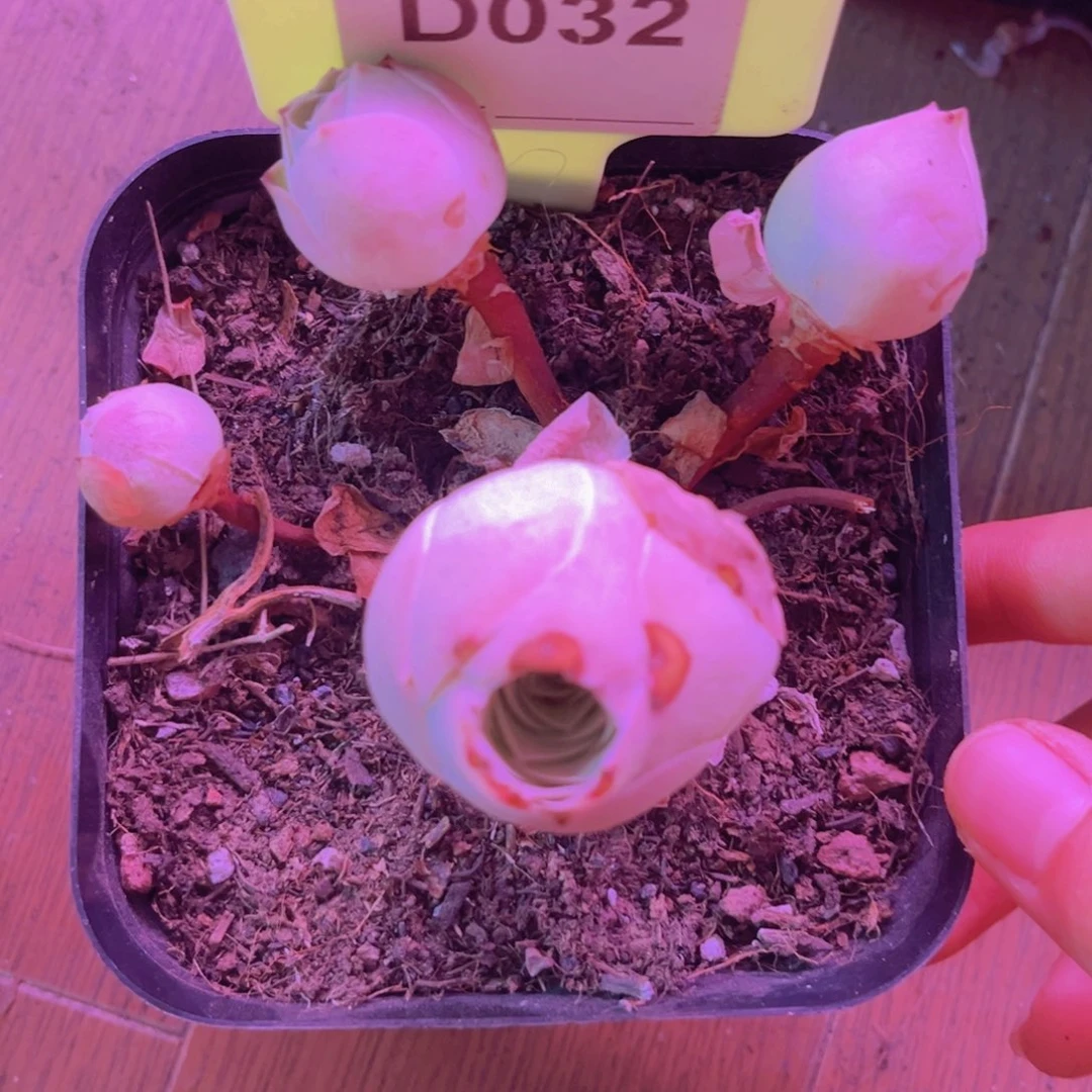 032山地玫瑰粉色
