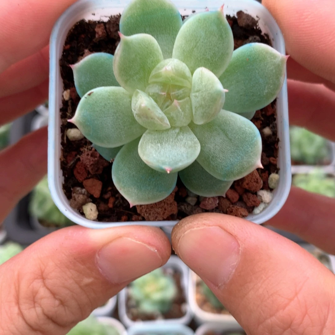 薄叶透心。             5号