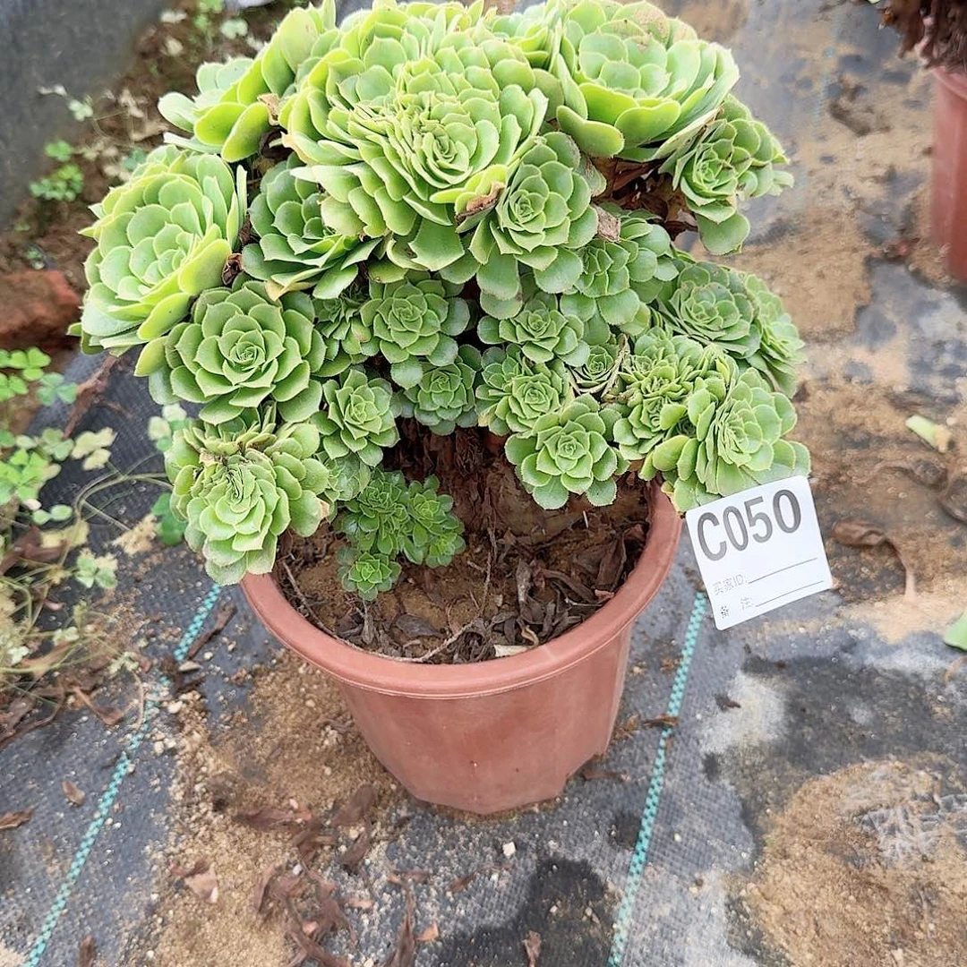 050绿缀朵朵一颗呀呀