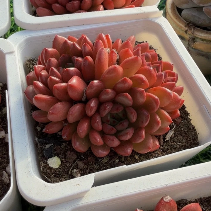 红宝石。