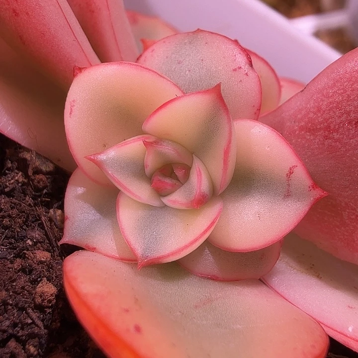 斗牛士锦侧芽腹轮锦