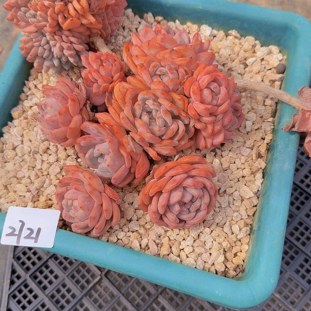 嗨***姐2721爱丽儿多肉植物