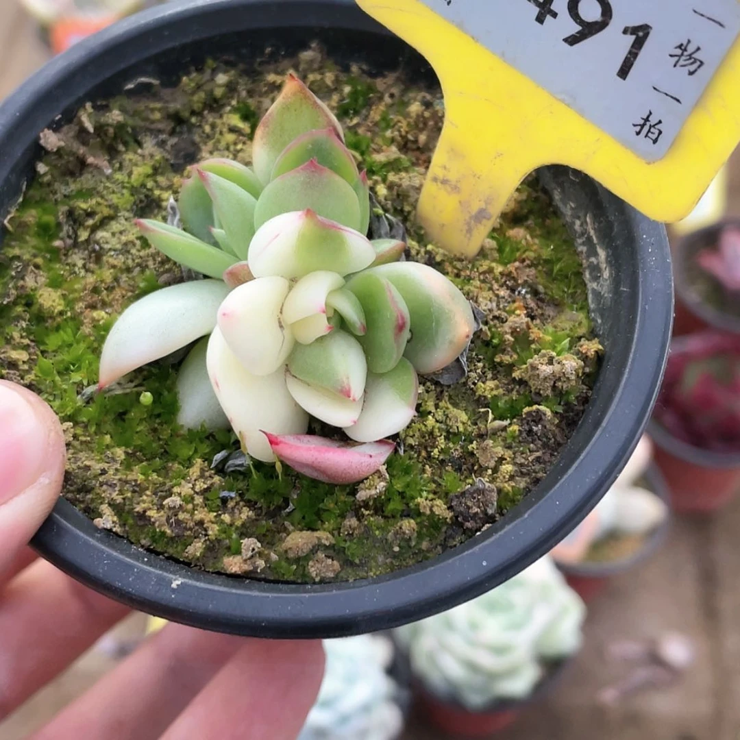 【闪购商品】1491号