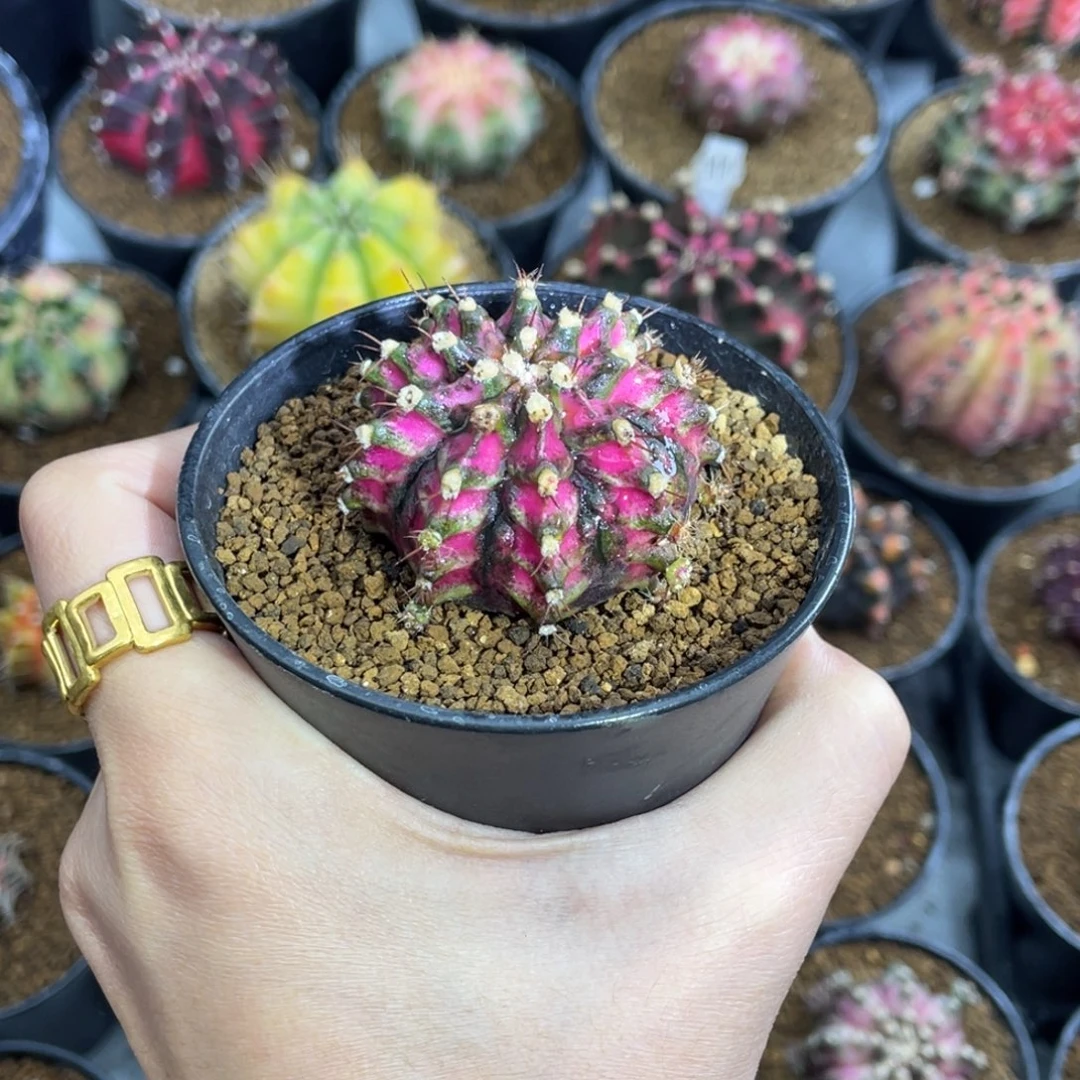 米哈星球000000006