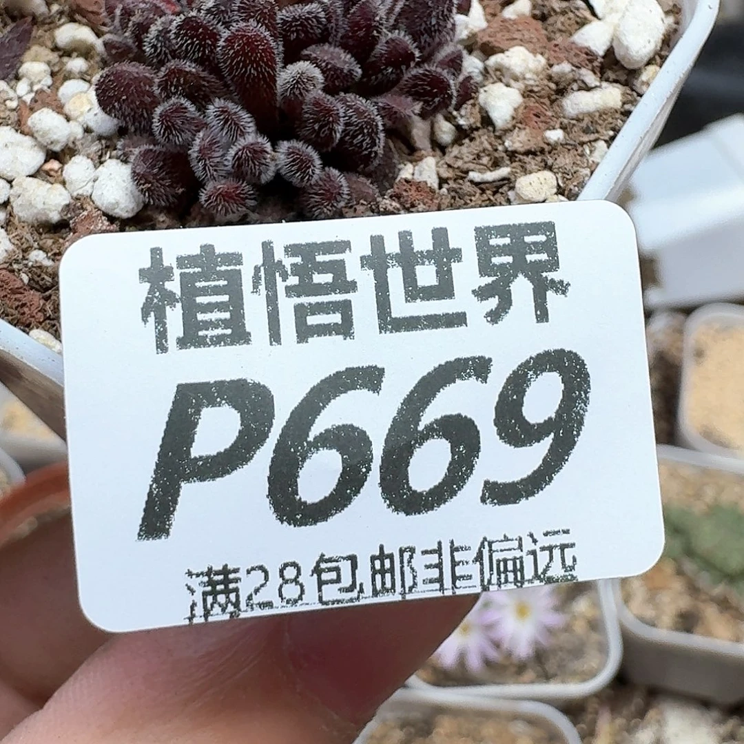 多肉植物的润泽的多